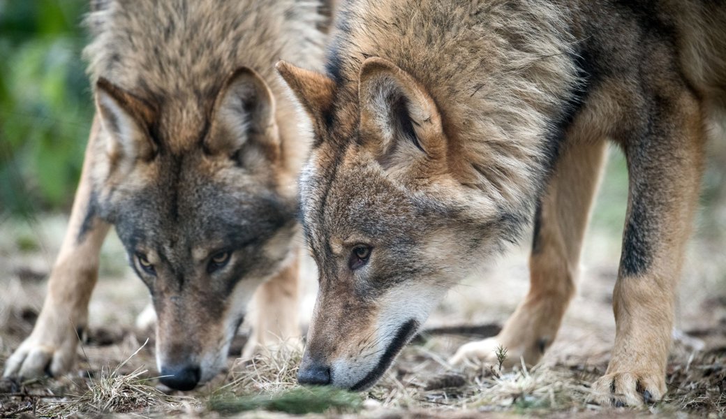 «Wir wollen scheue Wölfe, die die Herdenschutzmassnahmen akzeptieren»: Wölfe reissen deutlich weniger Nutztiere