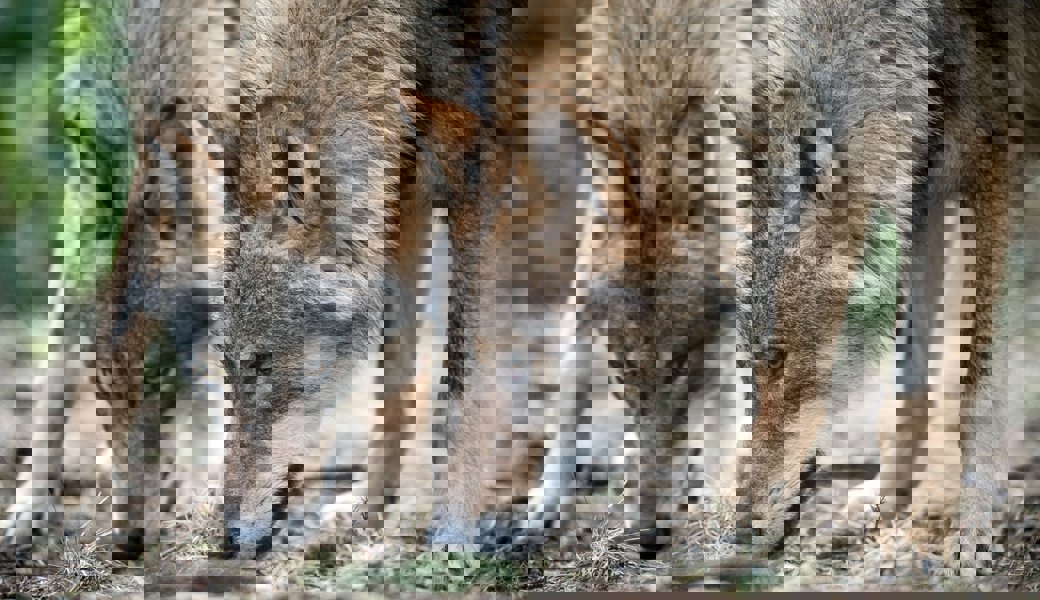 «Wir wollen scheue Wölfe, die die Herdenschutzmassnahmen akzeptieren»: Wölfe reissen deutlich weniger Nutztiere