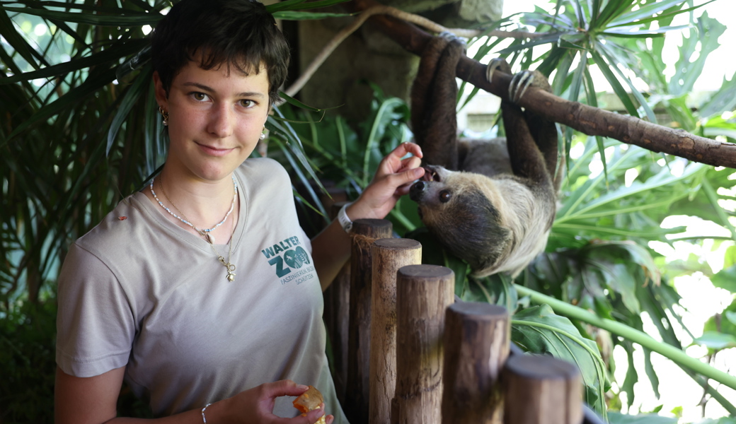 Tierpflegerin Mona Schnyder aus Altstätten reicht einem Zweifingerfaultier einen Mais-Snack.
