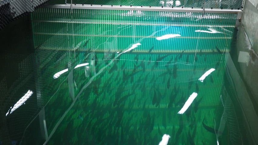 In der Lachsfarm am Walensee sollen jährlich 2500 Tonnen Lachsprodukte gewonnen werden. In der Lachsfarm am Walensee sollen jährlich 2500 Tonnen Lachsprodukte gewonnen werden.