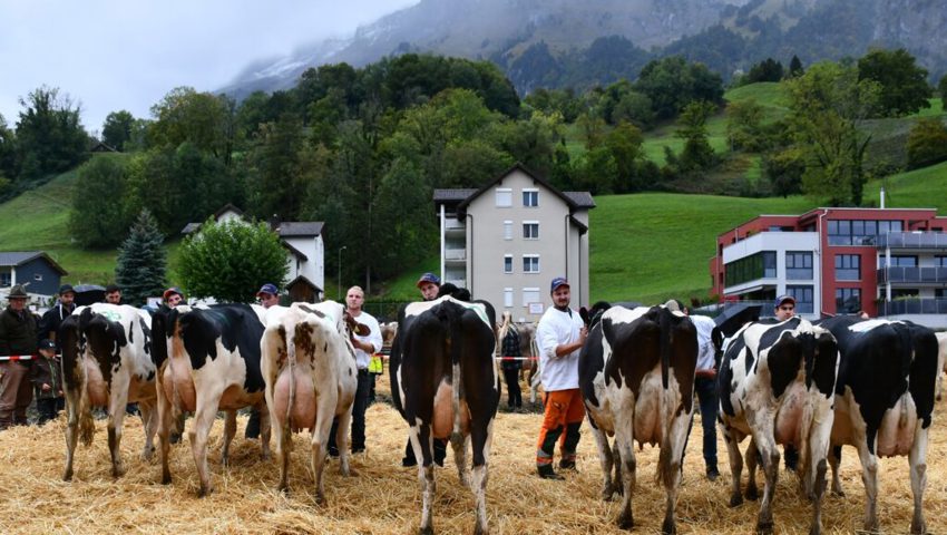  Stolz präsentieren die Bauern ihre Tiere.