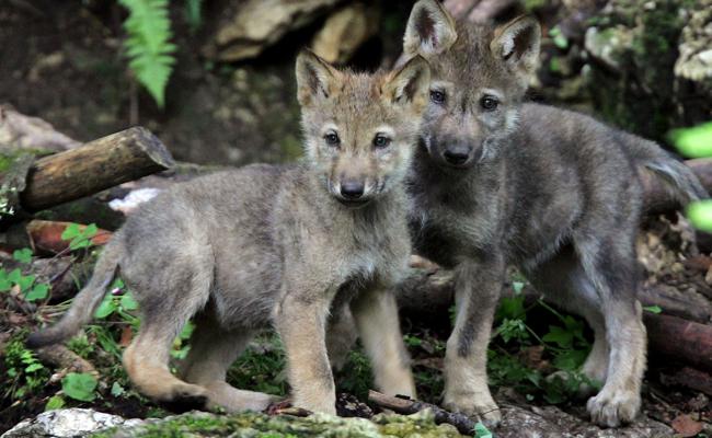 Rudel ist zu gross: Wolfswelpen dürfen getötet werden