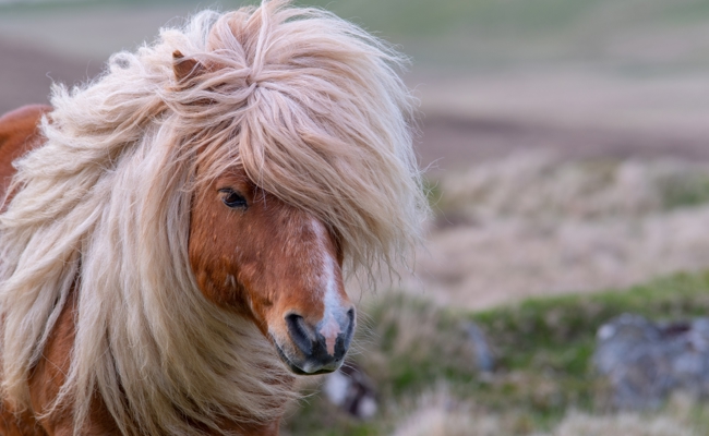 Pony bekommt unfreiwilligen Haarschnitt