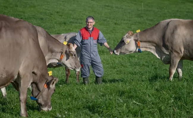 Er ist Kuhflüsterer: Christian Manser versteht die Signale der Tiere