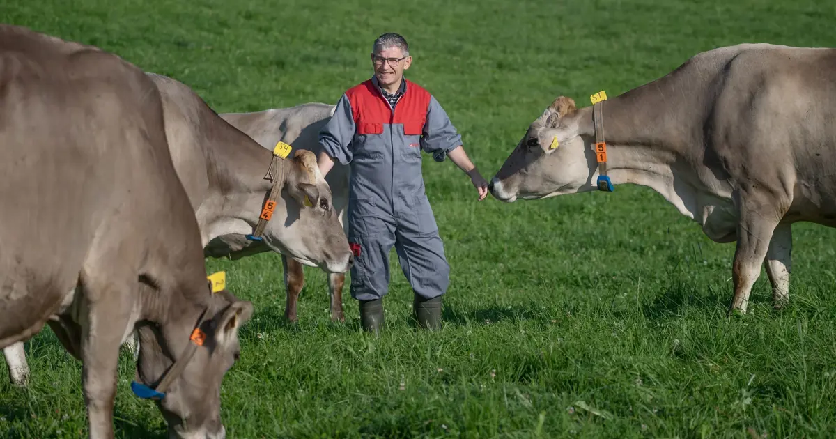 He's a cow whisperer: Christian Manser understands the animals' ...