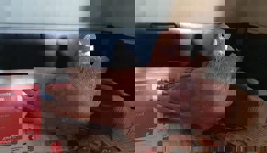 Der Verein Kleintierrettung sucht Notfallplätze für aufgefundene Tauben