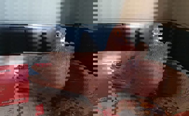 Der Verein Kleintierrettung sucht Notfallplätze für aufgefundene Tauben