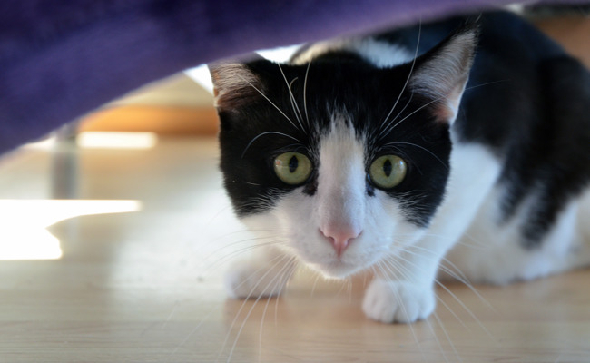 Elektroschrott für das Tierwohl: Recyclingfirma spendet an Tierheim