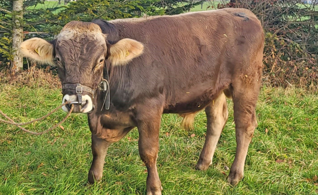 Neuer Siegermuni für das Schwingfest in Kriessern