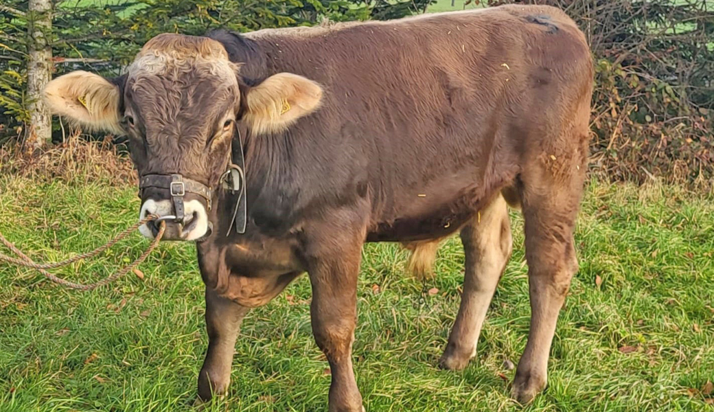 Muni Vitello ist der Lebendpreis für den Sieger des Rheintal-Oberländer Verbandsschwingfest am 29. März in Kriessern. Er ist der Ersatz des verunfallten Munis Boris.
