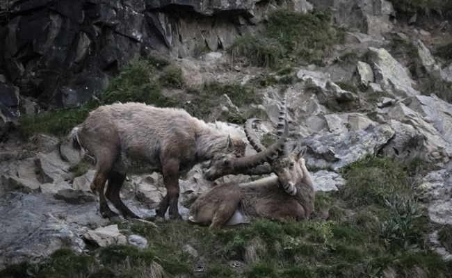 Majestätische Hornträger im Calfeisental spüren den Sommer