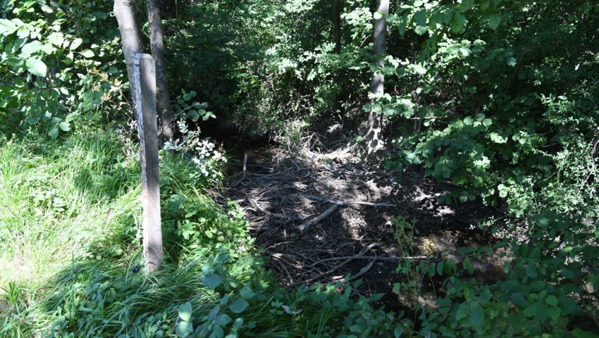 Biber haben etliche Dämme gebaut im Böschengiessen. Biber haben etliche Dämme gebaut im Böschengiessen.
