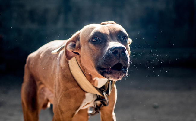 Mann rammt Hund in St.Gallen eine Axt in den Rücken