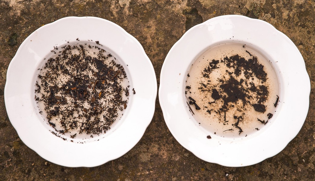 Wenn das Wasser beim Krümeltest sofort braun wird (wie im Teller rechts) ist das ein Hinweis auf mangelnde Krümelstabilität. Der Kompost im linken Teller ist dagegen stabil.