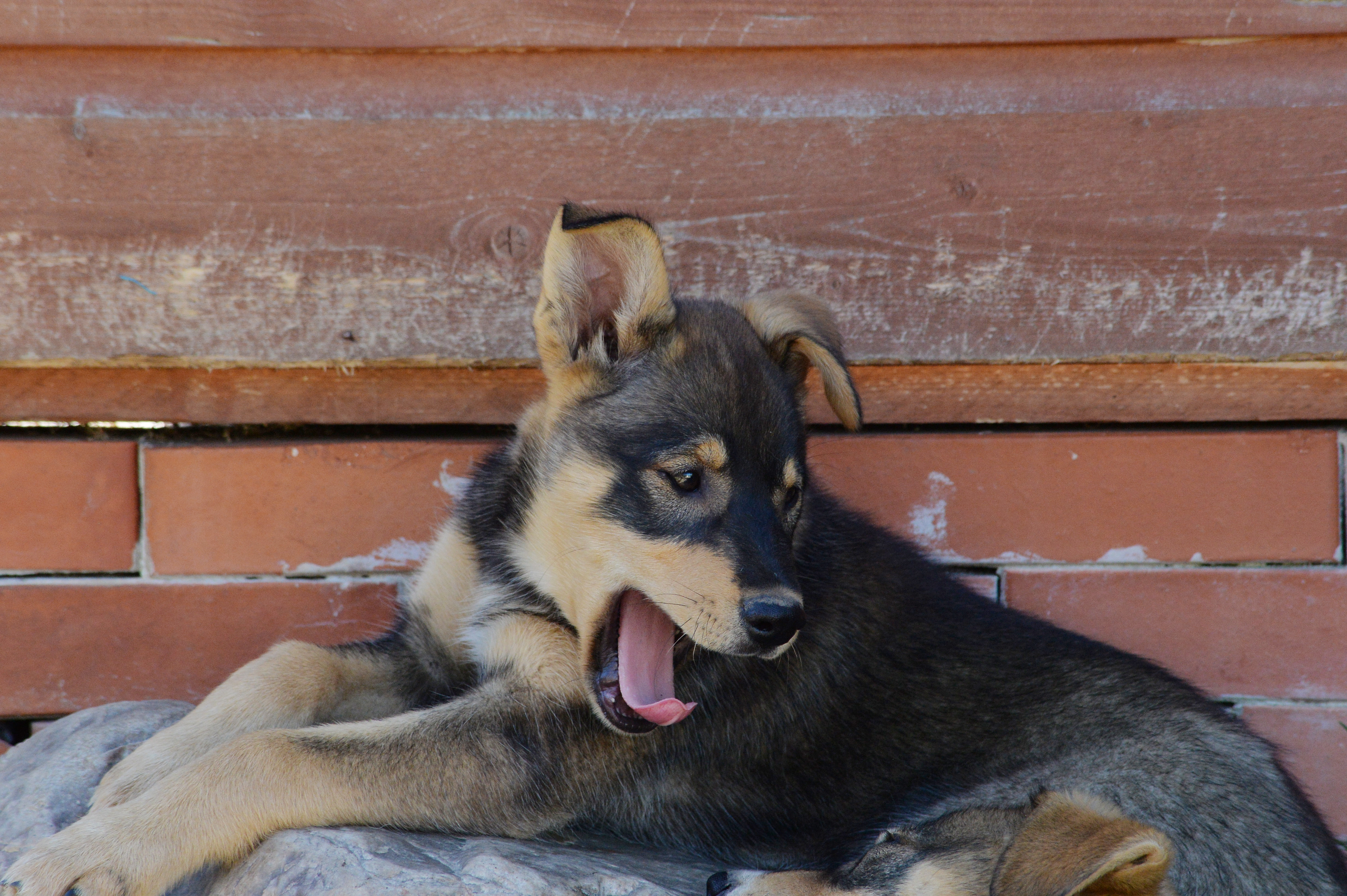 Film-Stimme für Husky gesucht