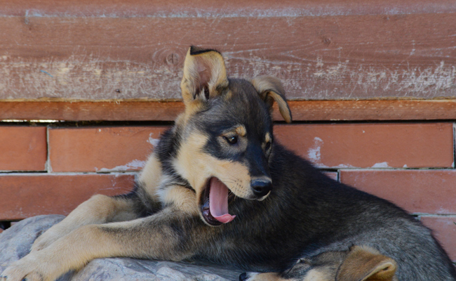 Film-Stimme für Husky gesucht