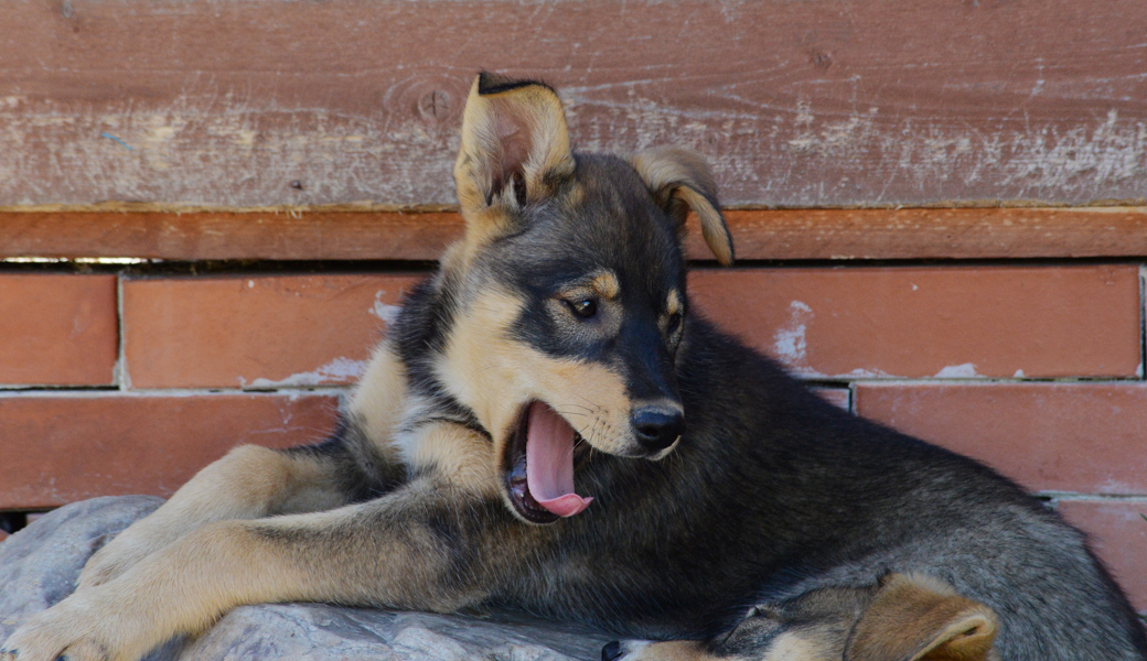 Film-Stimme für Husky gesucht Film-Stimme für Husky gesucht