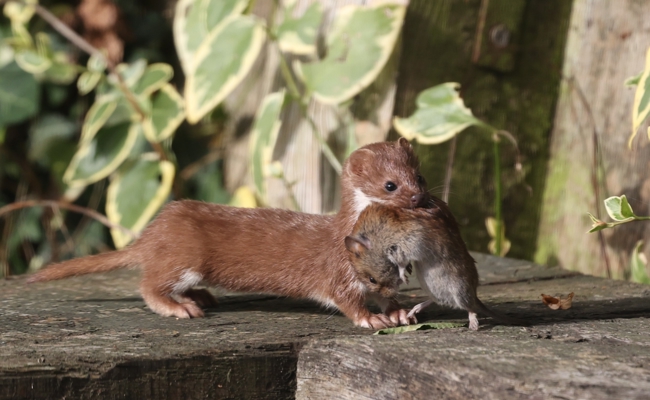 Wieselburgen bauen und Hecken pflanzen: Flächen und Freiwillige für Mäusejäger gesucht