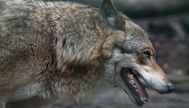 Wolfsjagd in Russland laut Experte sinnlos – Tinner würde Reise nicht mehr bewilligen