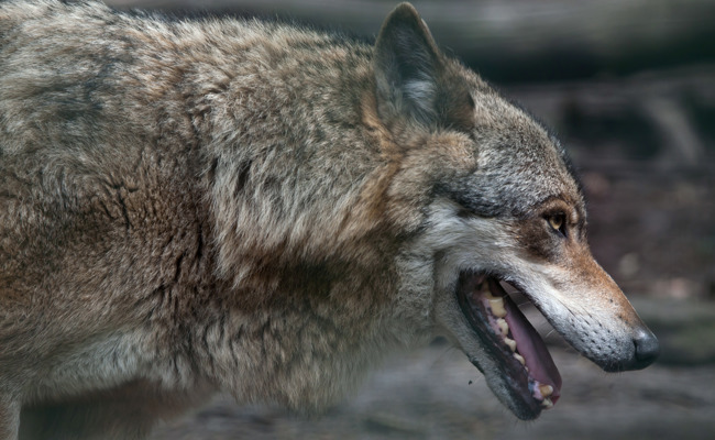 Wolfsjagd in Russland laut Experte sinnlos – Tinner würde Reise nicht mehr bewilligen