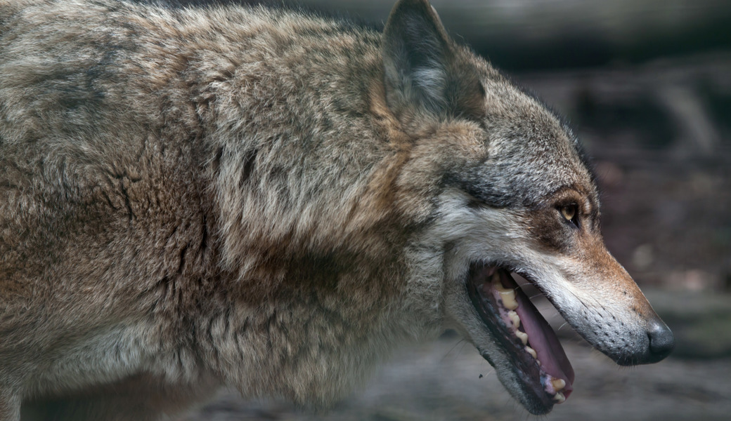 Wolfsjagd in Russland laut Experte sinnlos – Tinner würde Reise nicht mehr bewilligen