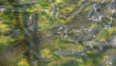 Nach Äschensterben: Fischer warten auf Unterstützung durch kantonales Amt