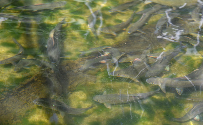 Nach Äschensterben: Fischer warten auf Unterstützung durch kantonales Amt
