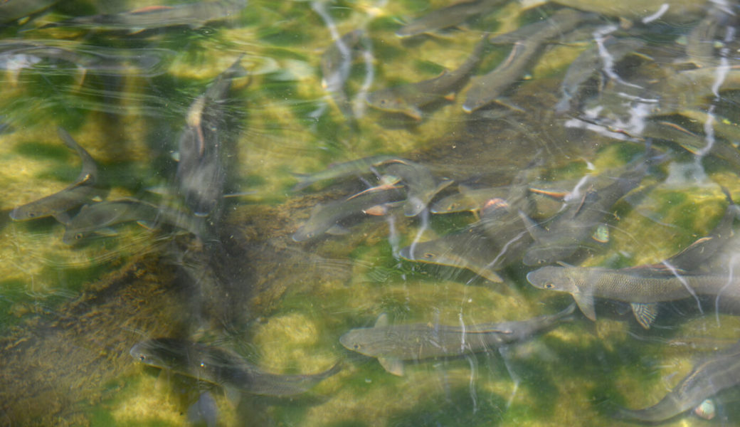 Nur rund 1000 Äschen sind dem Fischereiverein geblieben.
