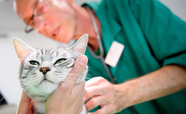 Tierärzte und Ärztinnen fordern Chip-Pflicht für alle Katzen und eine Kastration von Streunerkatzen