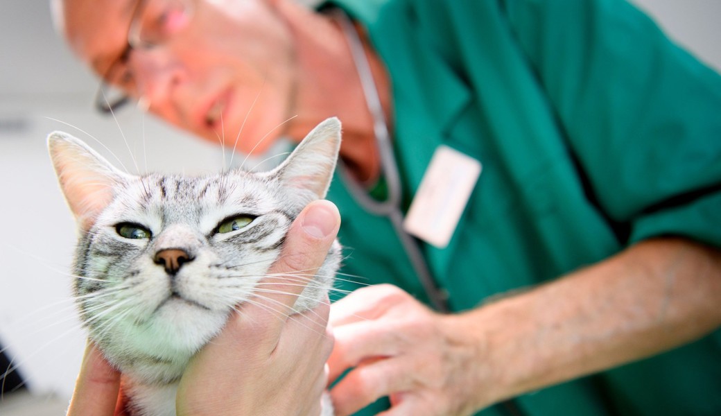 Tierärzte und Ärztinnen fordern Chip-Pflicht für alle Katzen und eine Kastration von Streunerkatzen