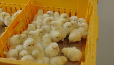 Wie die Eier-Branche dem Bibeli-Vergasen ein Ende setzt