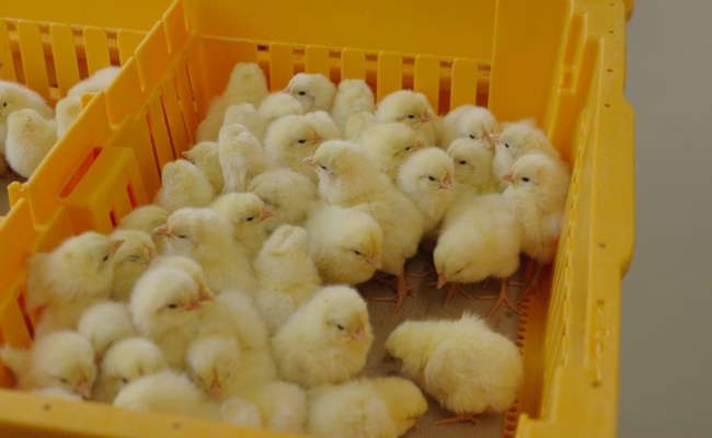 Wie die Eier-Branche dem Bibeli-Vergasen ein Ende setzt