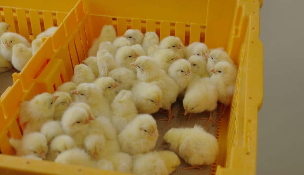 Wie die Eier-Branche dem Bibeli-Vergasen ein Ende setzt