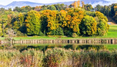 Sind die Blätter und Wälder dieses Jahr wirklich bunter und farbiger als sonst?