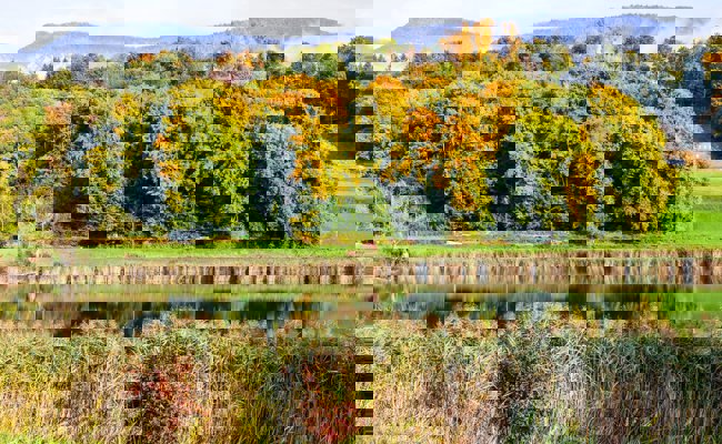 Sind die Blätter und Wälder dieses Jahr wirklich bunter und farbiger als sonst?