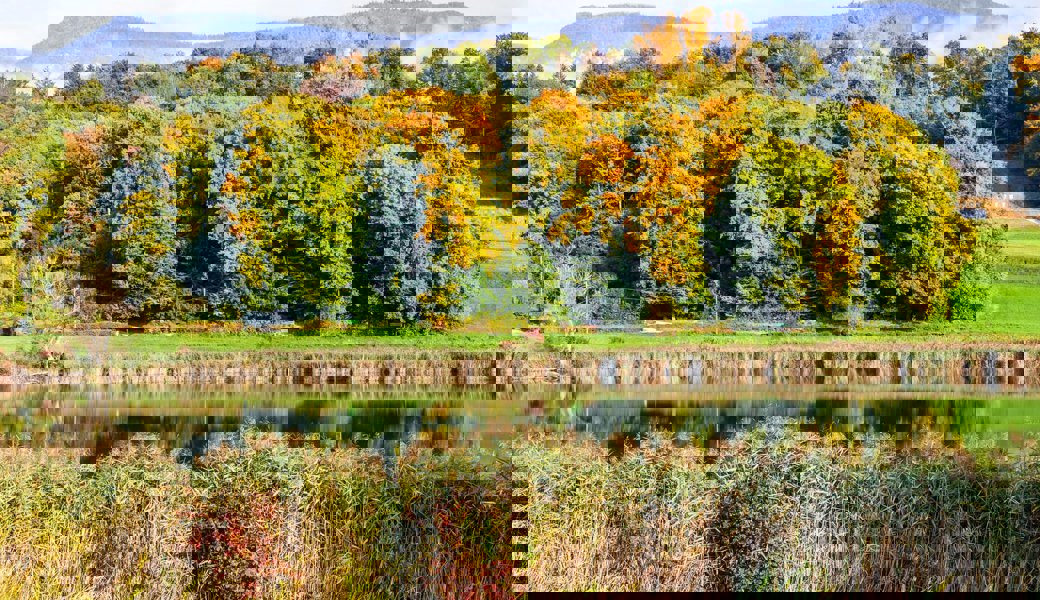 Sind die Blätter und Wälder dieses Jahr wirklich bunter und farbiger als sonst?