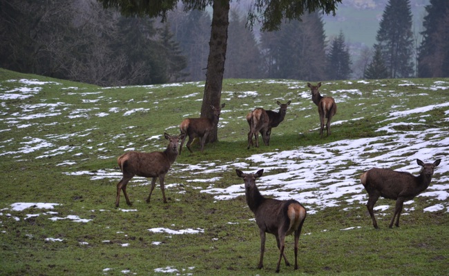 Jäger ärgern sich über Weisungen der Jagdverwaltung