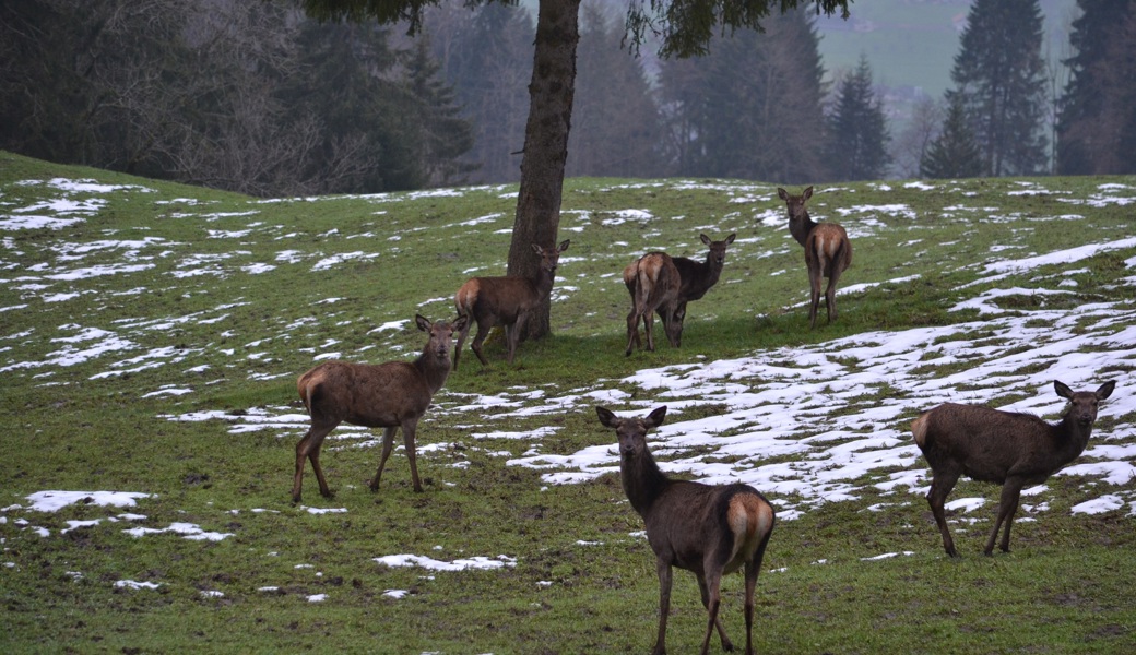 Jäger ärgern sich über Weisungen der Jagdverwaltung