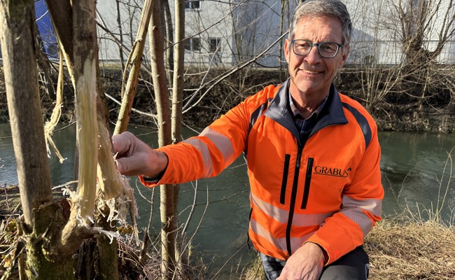 Dem Binnenkanal entlang werden die Robinien ausgemerzt