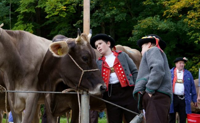 Rangierungen der Viehschau: Einzelne Züchter waren mehrfach auf dem Siegerpodest