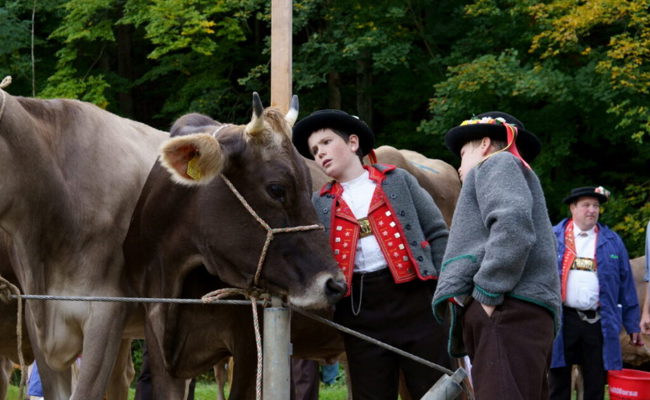 Rangierungen der Viehschau: Einzelne Züchter waren mehrfach auf dem Siegerpodest