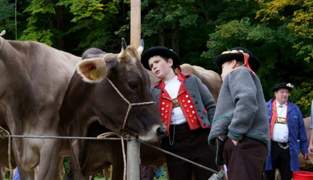 Rangierungen der Viehschau: Einzelne Züchter waren mehrfach auf dem Siegerpodest