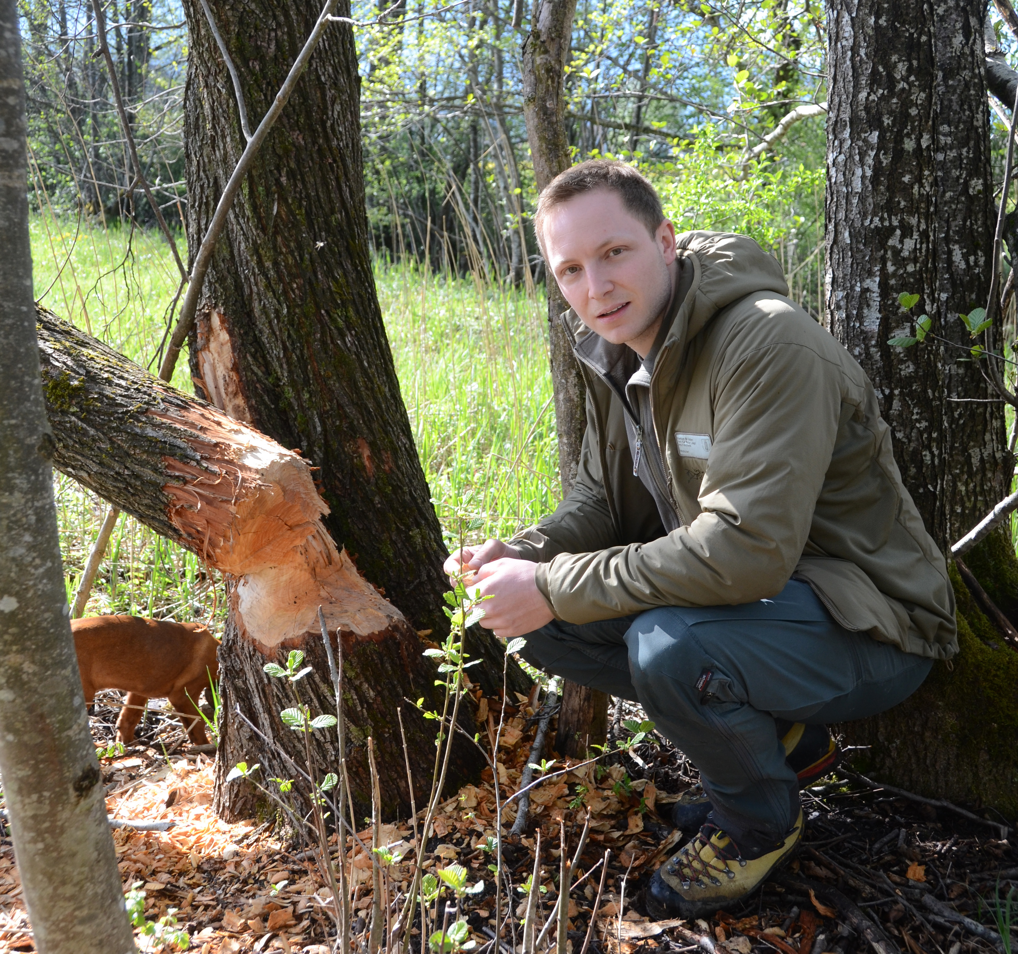 Wildhüter: «Ist ein Biber tot, kommt einfach der nächste»