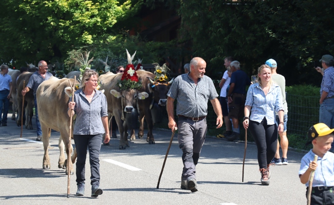 Neuer Verein gegründet: Alpabfahrt wird zum grossen Fest