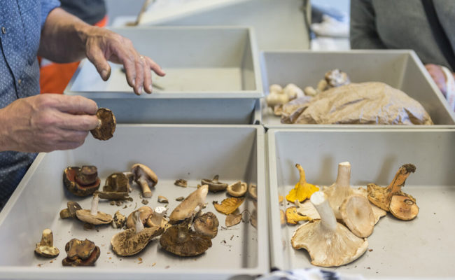 Pilzkontrollstelle Werdenberg entdeckte 2021 bei 24 Kontrollen ungeniessbare Pilze