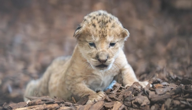 Das Gossauer Löwenbaby ist tot – warum es nicht gerettet werden konnte