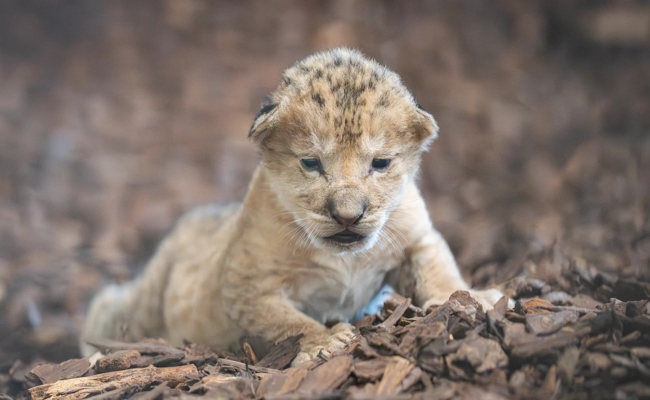 Das Gossauer Löwenbaby ist tot – warum es nicht gerettet werden konnte