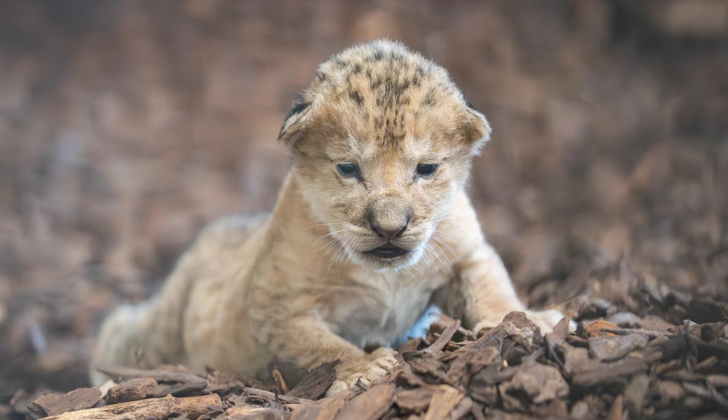 Das Gossauer Löwenbaby ist tot – warum es nicht gerettet werden konnte