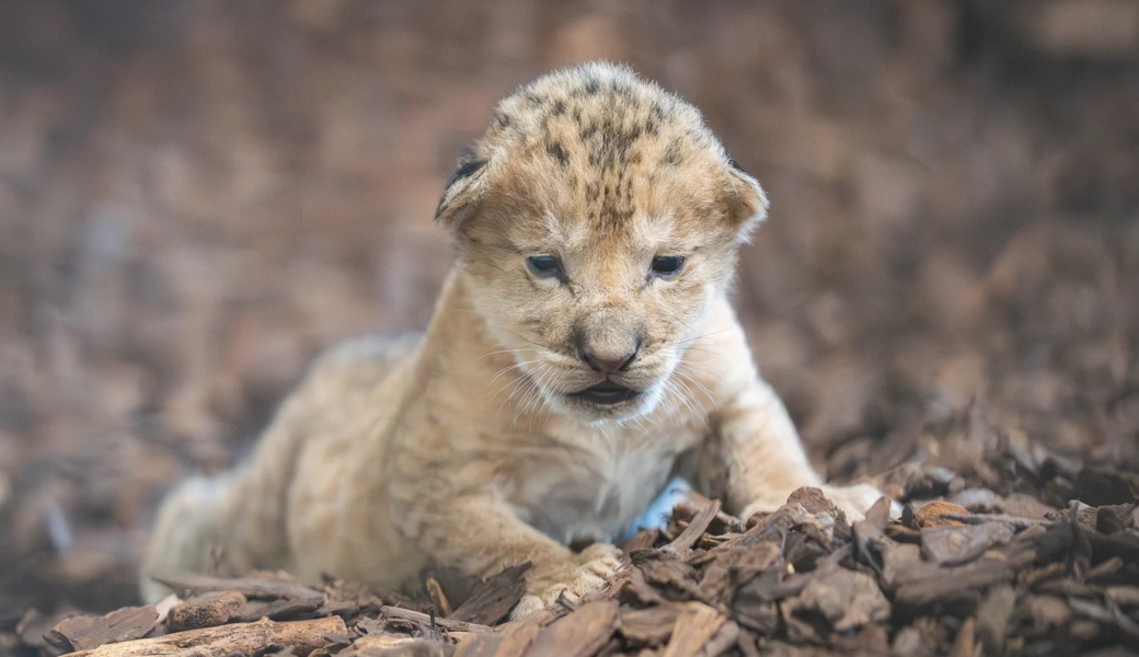 Es blieb sein einziges Fotoshooting: Das Löwenbaby im Alter von etwa zwei Wochen. 
