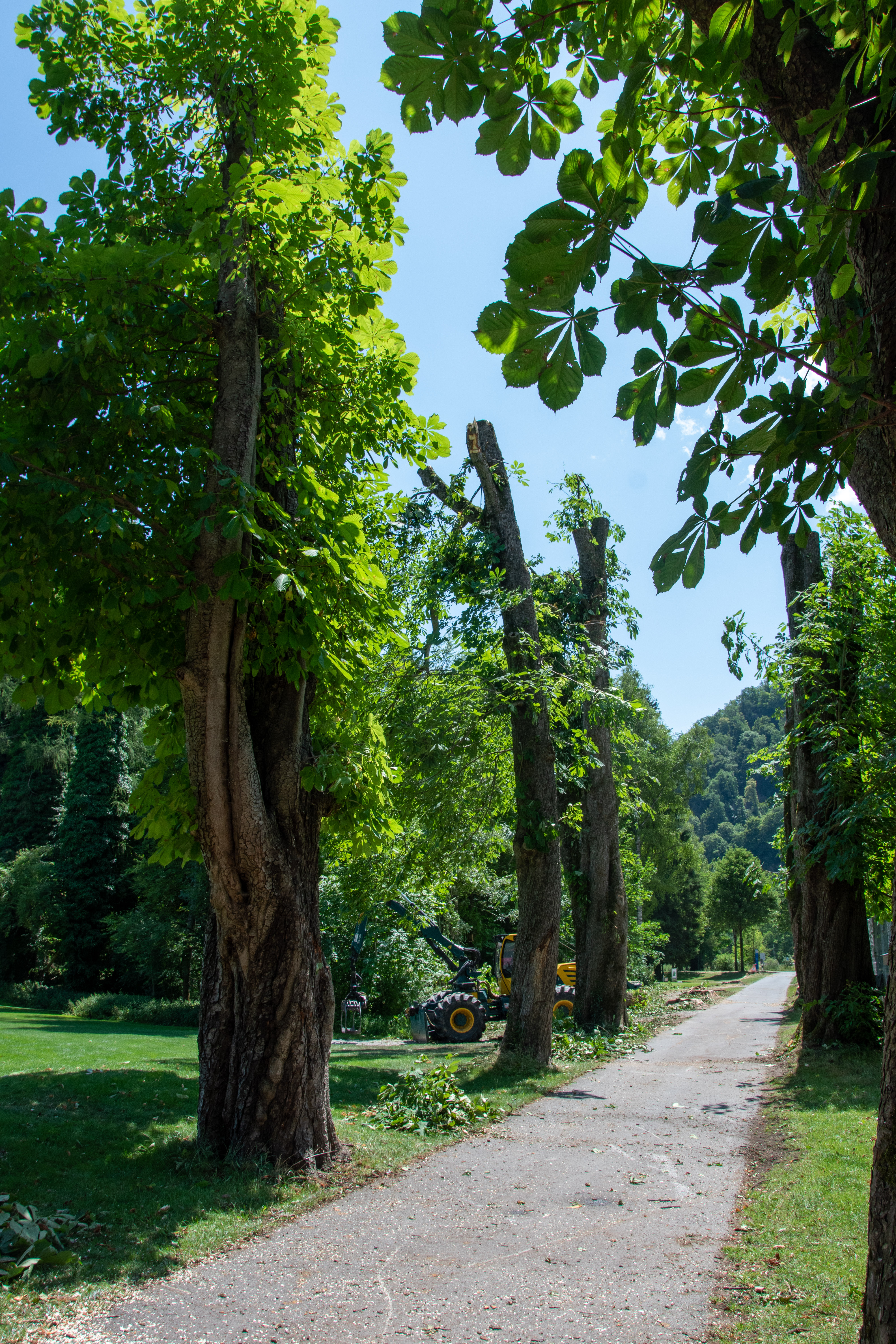 Sieben Bäume gefällt: Kompromiss für Sicherheit und Natur